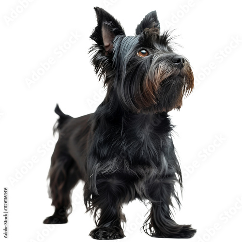 Scottish terrier dog isolated on transparent background. PNG. Generated AI