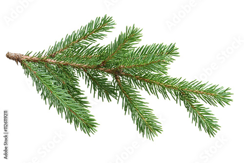 A green pine tree branch with a brown tip. on transparent background.