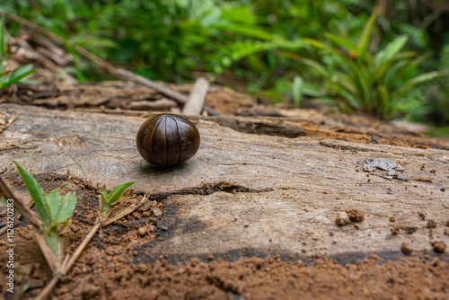 Pill millipede are instinctively rolling themselves up to protect themselves photo