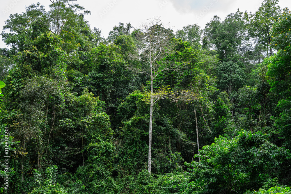 Fototapeta premium Green rainforest in the rainy season