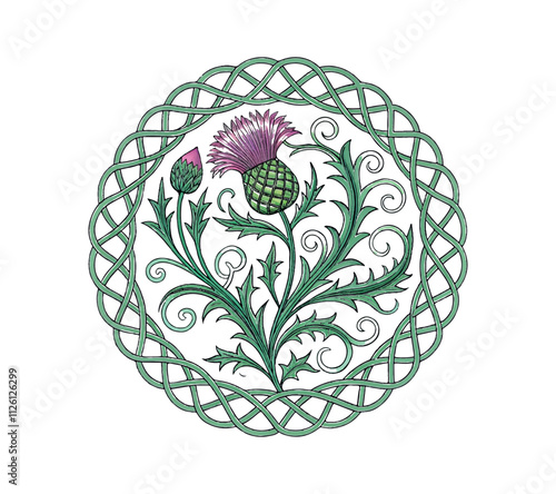 Scottish thistle vector Line art in Celtic style flower