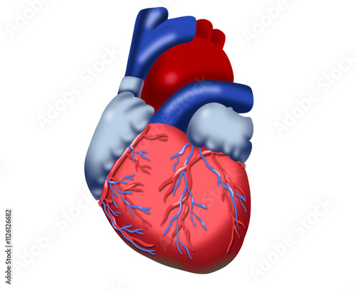heart organ illustration isolated from background