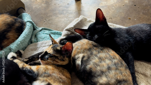 Several Little cats sleeping together. 4K.
