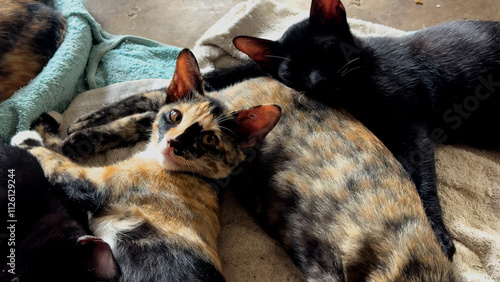 Several Little cats sleeping together. 4K.