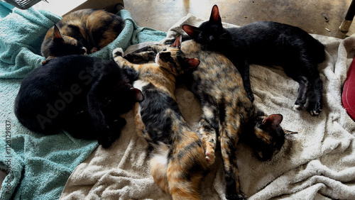 Several Little cats sleeping together. 4K.