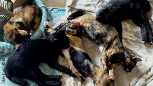 Several Little cats sleeping together. 4K.