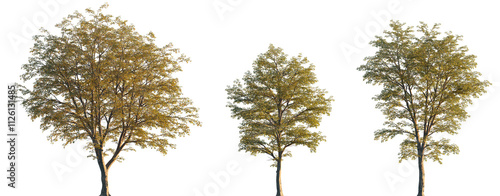 Ostrya virginiana (the American hophornbeam, eastern hophornbeam, hardhack, ironwood, leverwood) frontal set tree in sunset lighting isolated png on a transparent background premium cutout	 photo