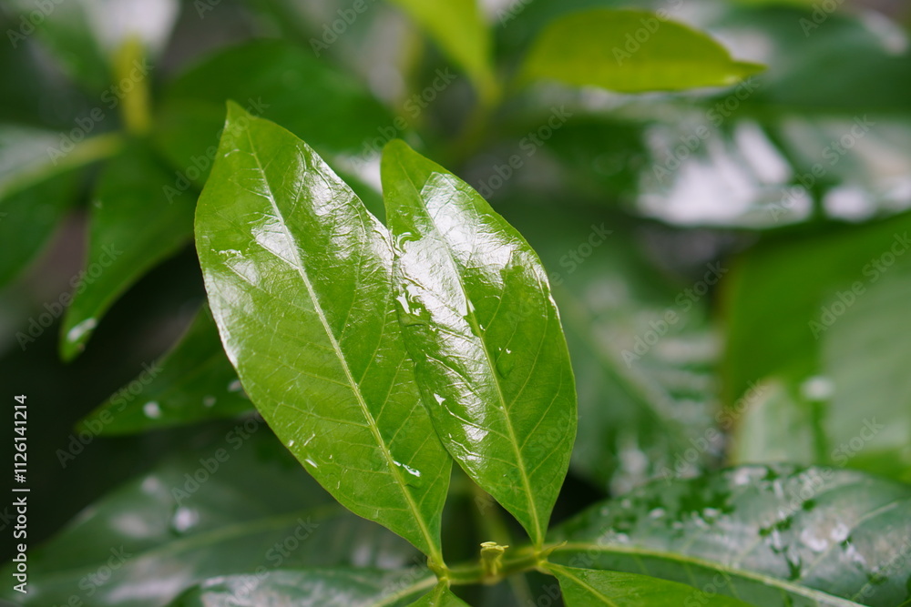Nature jungle plants greens Bali after the rain droplets Nature jungle plants greens Bali after the rain droplets