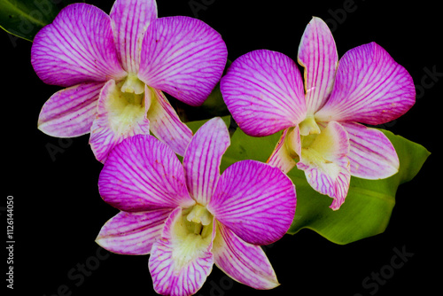 Purple flowers on black background