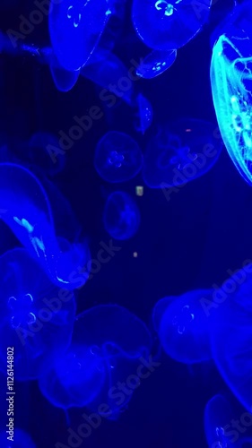 Wallpaper Mural Jellyfish swimming with a blue glow Torontodigital.ca