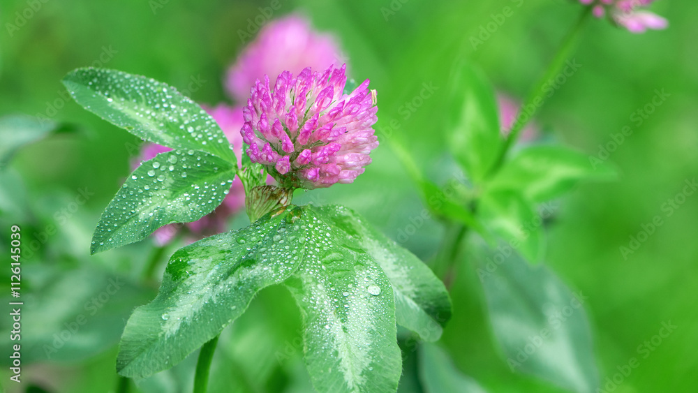 Red Clover, Trifolium pratense, in a typical meadow environment. delicate flower, on a light green natural background, with drops after rain, morning dew, moisture on the petals. macro nature. Red Clover, Trifolium pratense, in a typical meadow environment. delicate flower, on a light green natural background, with drops after rain, morning dew, moisture on the petals. macro nature.