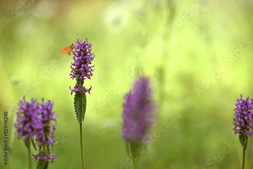 Ochlodes sylvanus on Betonica officinalis. butterfly collects nectar on pink wildflowers. summer season. butterfly on a flower close-up. Blurred light background. insects in nature, macro photo. photo