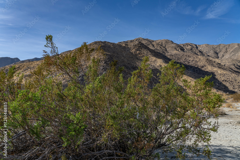 Larrea tridentata, creosote bush and greasewood as a plant, chaparral. , Shiprock / Angel Cove Monument, Palm Springs, California Larrea tridentata, creosote bush and greasewood as a plant, chaparral. , Shiprock / Angel Cove Monument, Palm Springs, California
