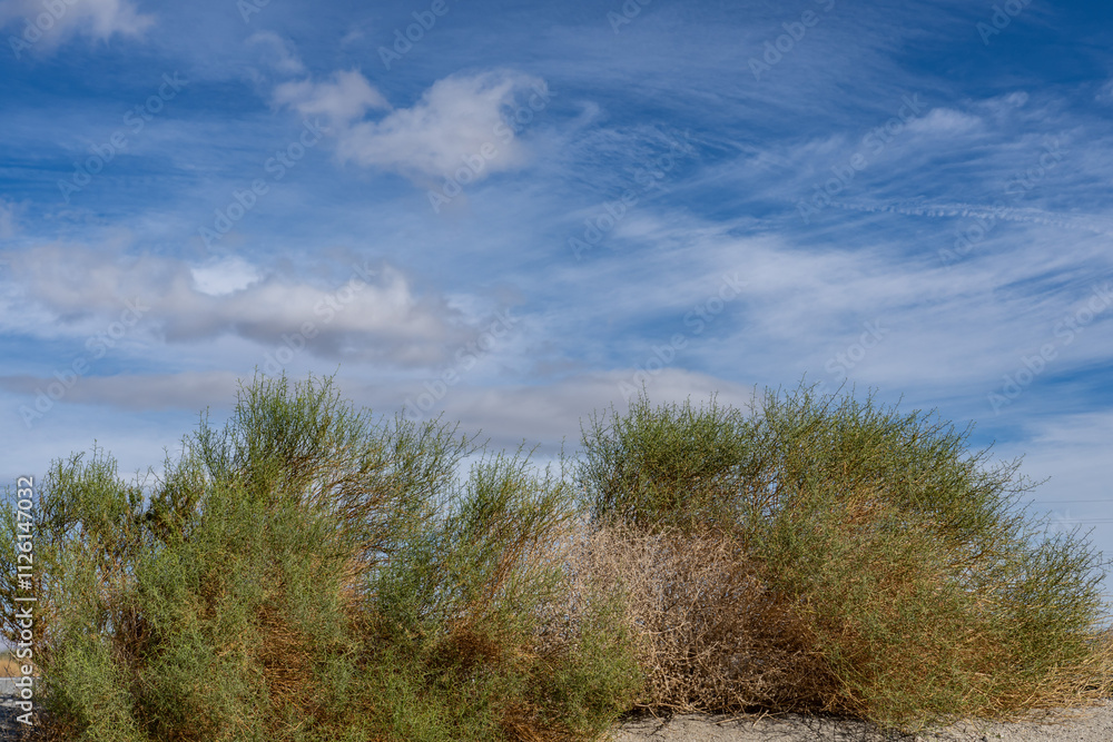 Obraz premium Ambrosia salsola,cheesebush, winged ragweed, burrobush, white burrobrush,desert pearl,family Asteraceae, Shiprock / Angel Cove Monument, Palm Springs, California