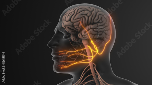 Schilderij op canvas Facial Pain Triggered by Trigeminal Nerve Compression