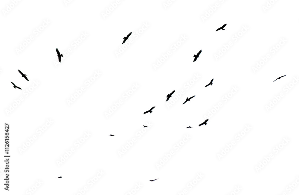 Fototapeta premium A flock of birds in flight isolated on a white background