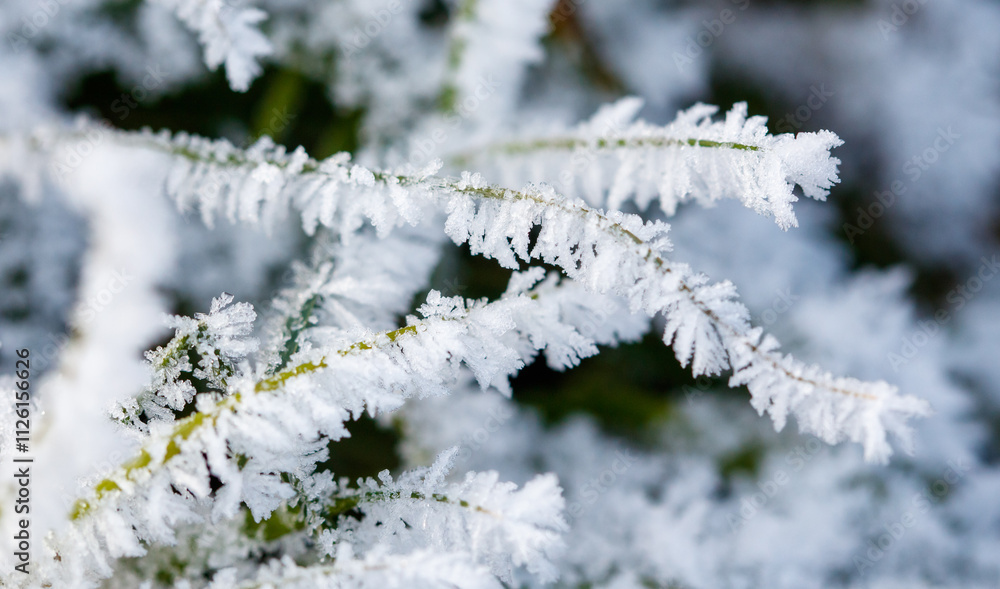 A field of grass covered in frost A field of grass covered in frost