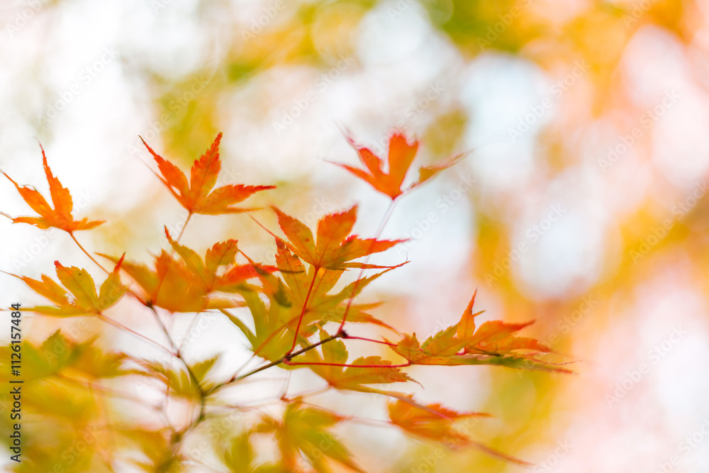 Maple leaves, autumn colors in Japan Maple leaves, autumn colors in Japan