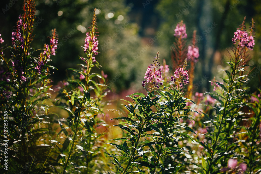 Sunlit Fireweed in Vibrant Forest Meadow Sunlit Fireweed in Vibrant Forest Meadow