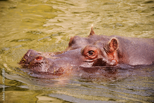 Adult Hippopotamus Swimming in Water photo