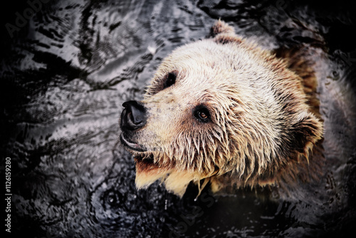 Canvas Print Brown Bear Emerging from Water