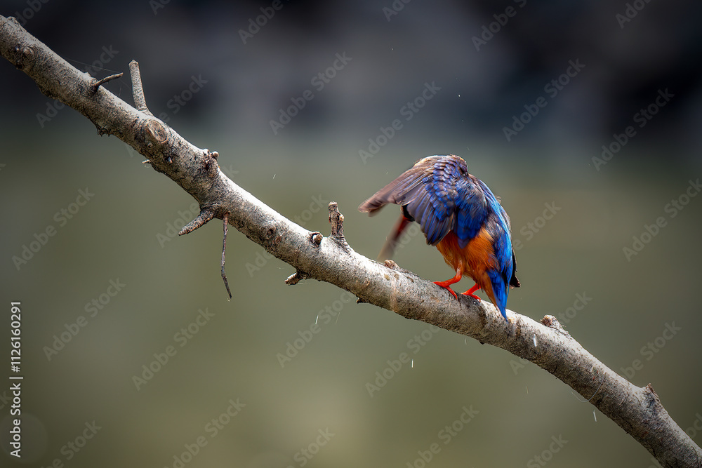 Blue-eared Kingfisher (Alcedo meninting) Bird standing on the branch Blue-eared Kingfisher (Alcedo meninting) Bird standing on the branch