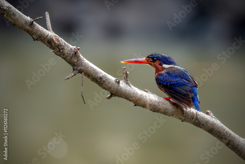 Blue-eared Kingfisher (Alcedo meninting) Bird standing on the branch