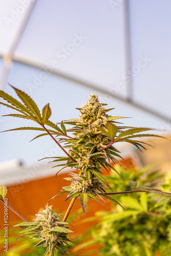 Beautiful indoor cannabis plants with big nugs in South Africa photo