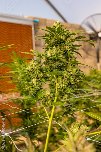 Beautiful indoor cannabis plants with big nugs in South Africa photo