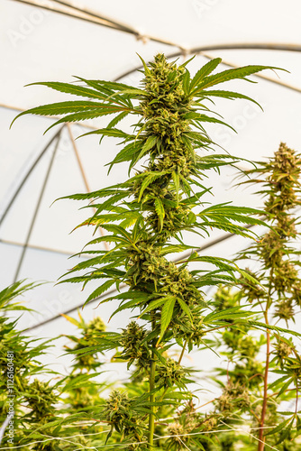 Beautiful indoor cannabis plants with big nugs in South Africa photo