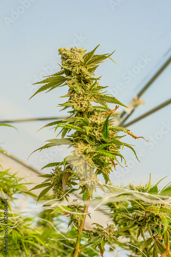 Beautiful indoor cannabis plants with big nugs in South Africa photo