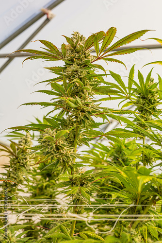 Beautiful indoor cannabis plants with big nugs in South Africa photo