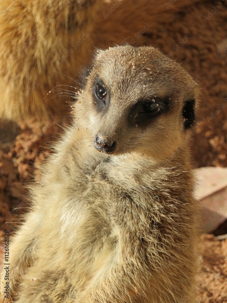 Suricate Suricate