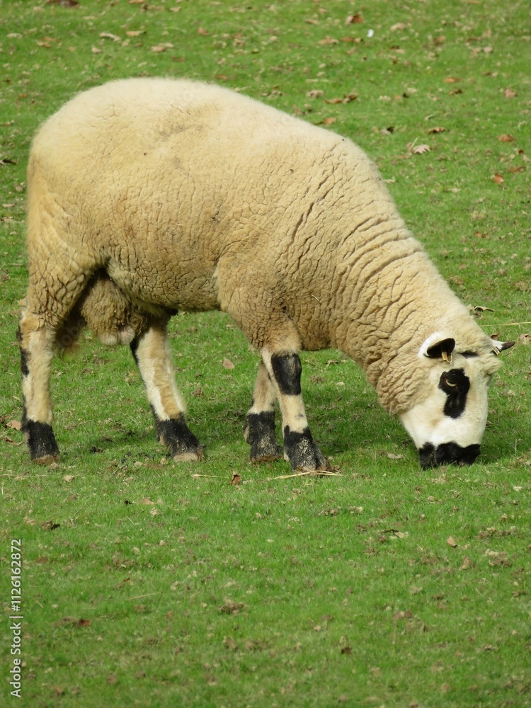 Mouton Mouton
