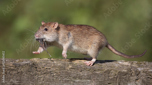 A wild brown rat scampers over the wooden fence  with food in its mouth. The background is natural and out of focus. Captured with its front legs off the ground