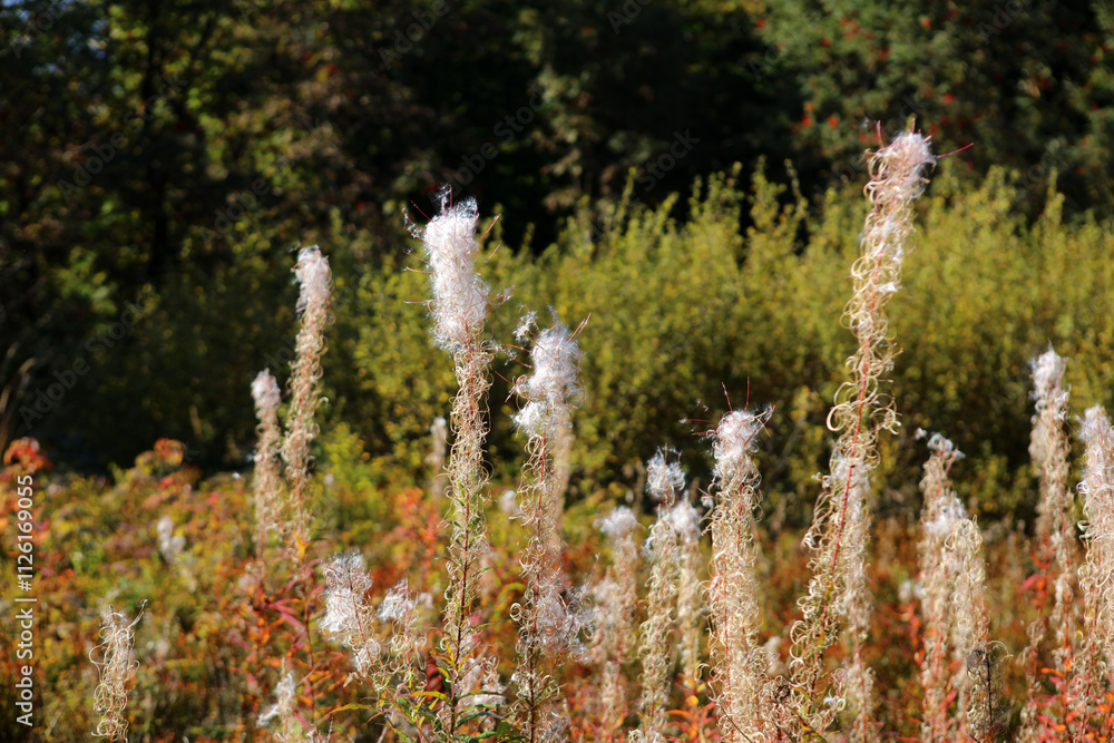 Faded Willow Herb on the mountain trail to Rawka peak in Bieszczady Mountains, Poland