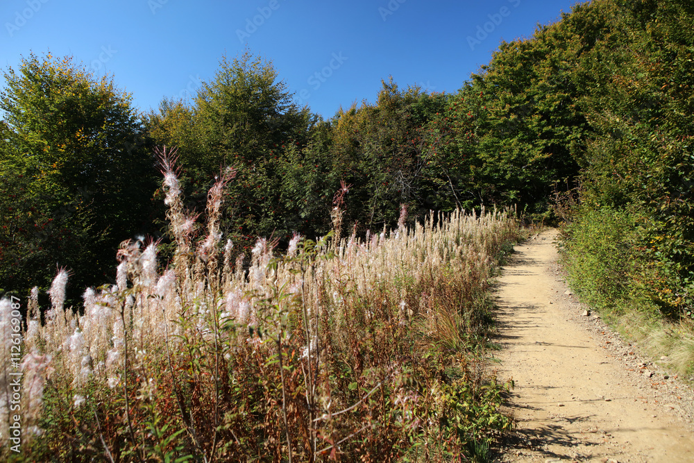 Faded Willow Herb on the mountain trail to Rawka peak in Bieszczady Mountains, Poland