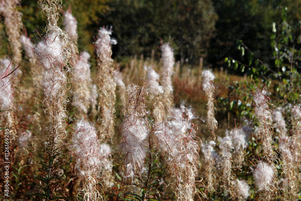 Faded Willow Herb on the mountain trail to Rawka peak in Bieszczady Mountains, Poland