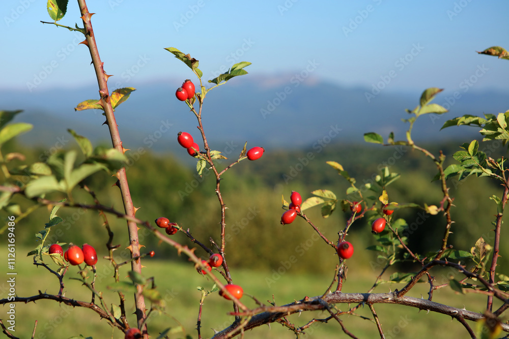 Rose hips of wild rose in Bieszczady Mountains in Poland