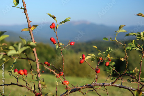Obraz na płótnie Rose hips of wild rose in Bieszczady Mountains in Poland w salonie