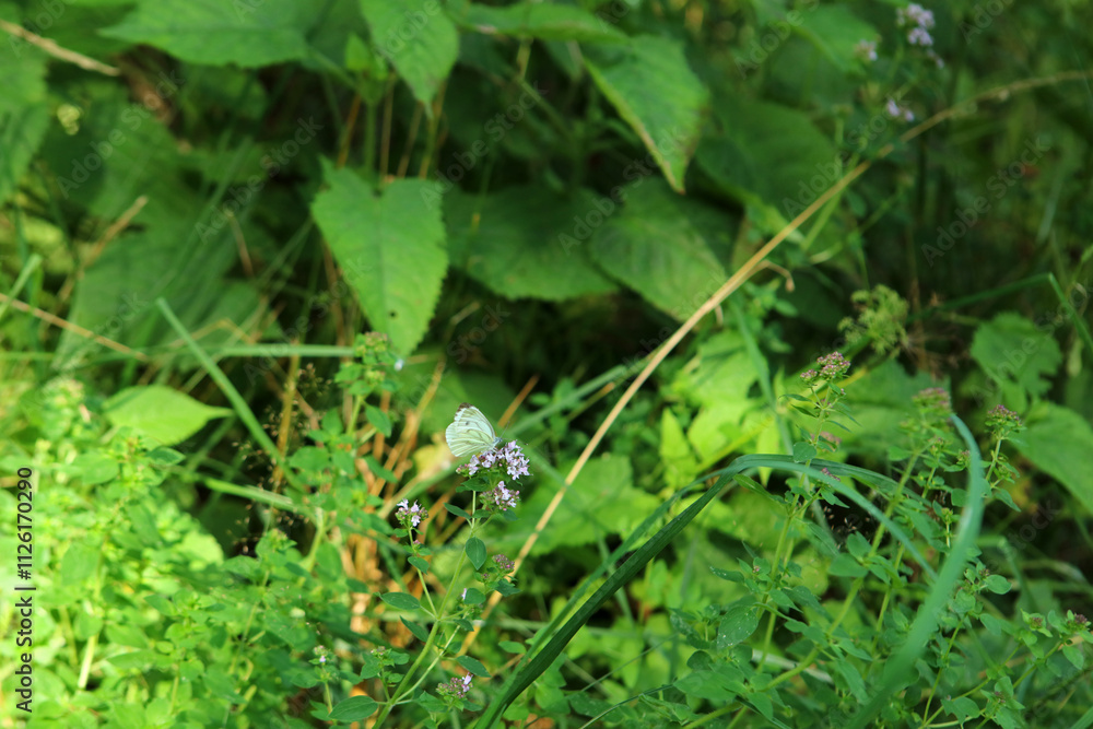 Cabbage butterfly in Magura National Park in Low Beskids, Poland