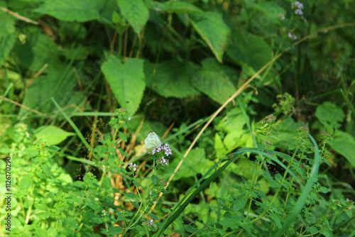 Obraz na płótnie Cabbage butterfly in Magura National Park in Low Beskids, Poland w salonie