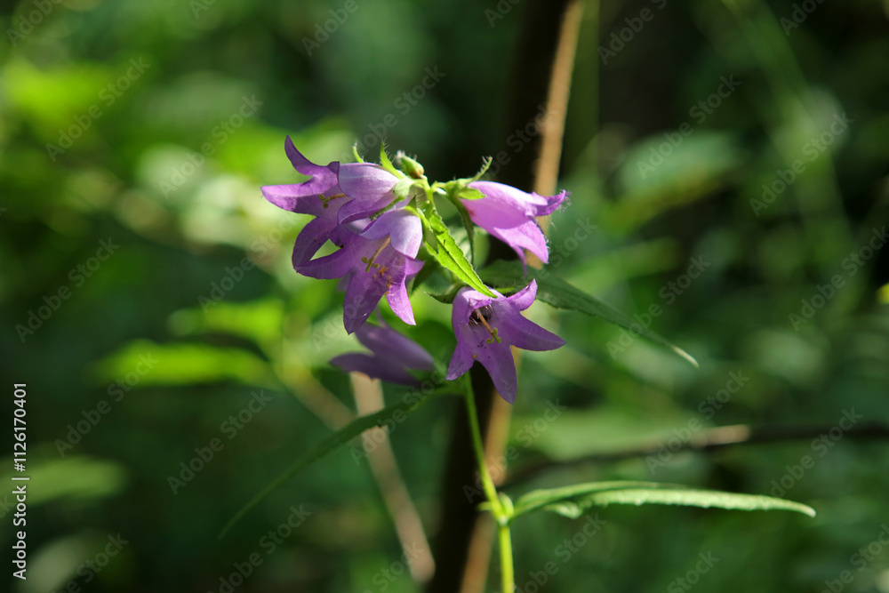 Nettle-leaved bellflower in Magura National Park in Low Beskids, Poland