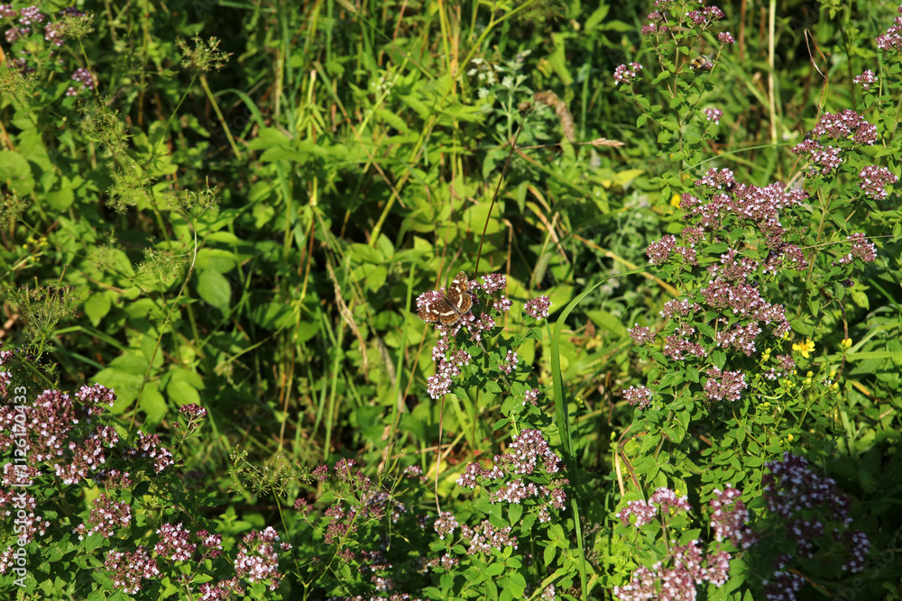 Lesser purple emperor butterfly in Magura National Park in Low Beskids, Poland