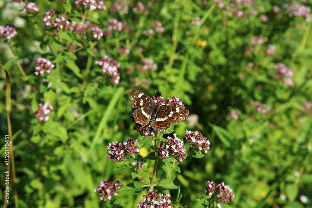 Lesser purple emperor butterfly in Magura National Park in Low Beskids, Poland