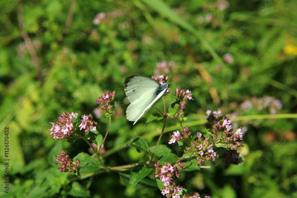 Cabbage butterfly in Magura National Park in Low Beskids, Poland