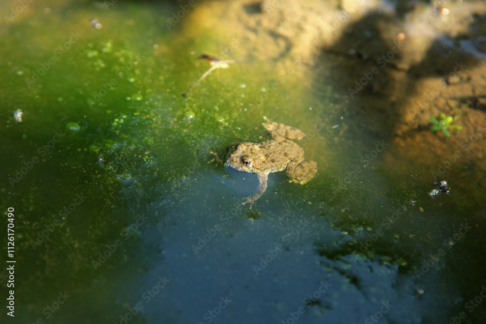 Yellow-bellied toad in Magura National Park in Low Beskids, Poland