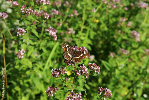 Obraz na płótnie Lesser purple emperor butterfly in Magura National Park in Low Beskids, Poland w salonie