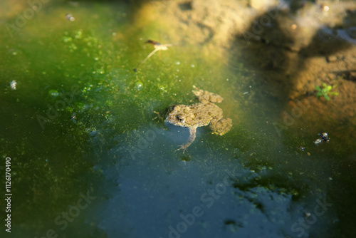 Obraz na płótnie Yellow-bellied toad in Magura National Park in Low Beskids, Poland w salonie
