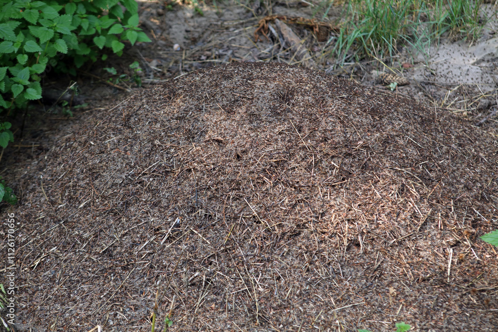 Ant mound in in Low Beskids mountain range, Poland